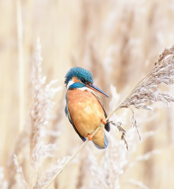 Explore North Norfolk from Briarfields